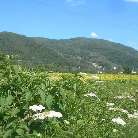 La Rondine *